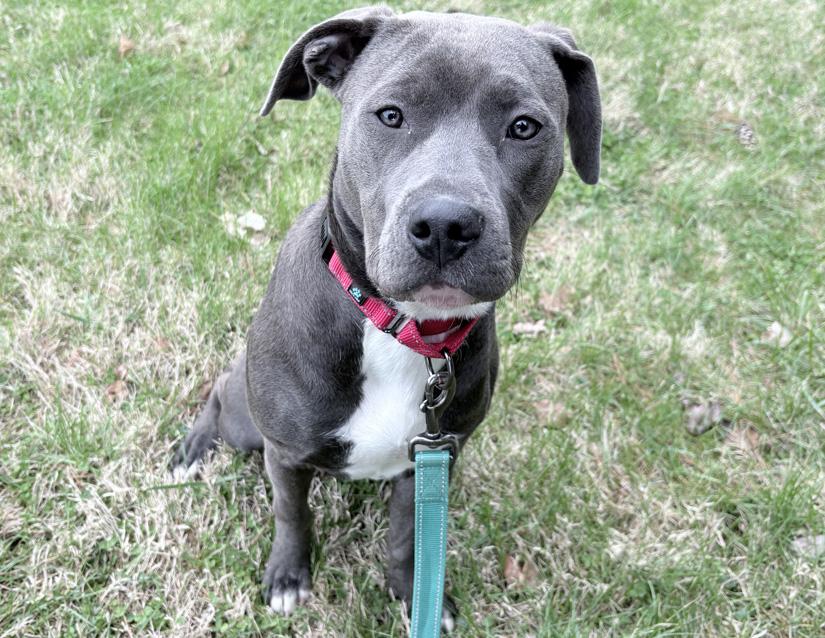 Juno, a ADOPTABLE Pit Bull Terrier in Columbus, IN image 1/2