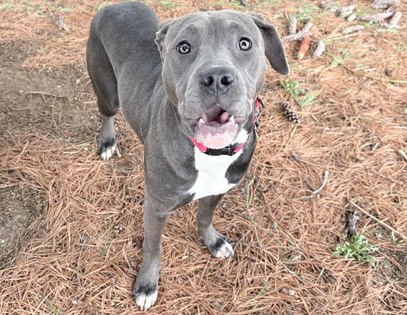 Juno, a ADOPTABLE Pit Bull Terrier in Columbus, IN image 2/2