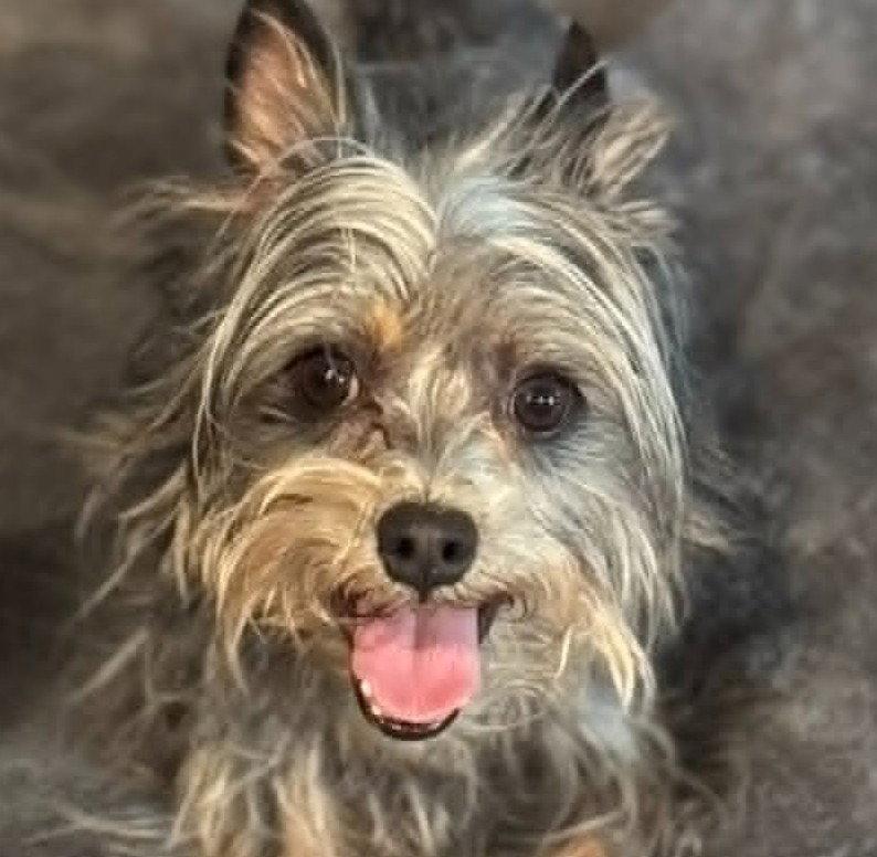 Aladdin, Adoptable, Adult Male Yorkshire Terrier & Terrier.