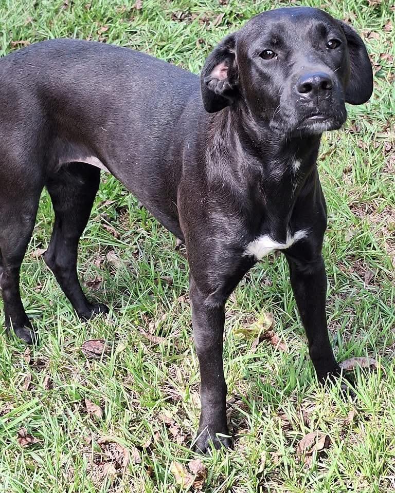 Enlarge Caroline, a Adoptable mixed breed in Oakland, NJ image 5/5