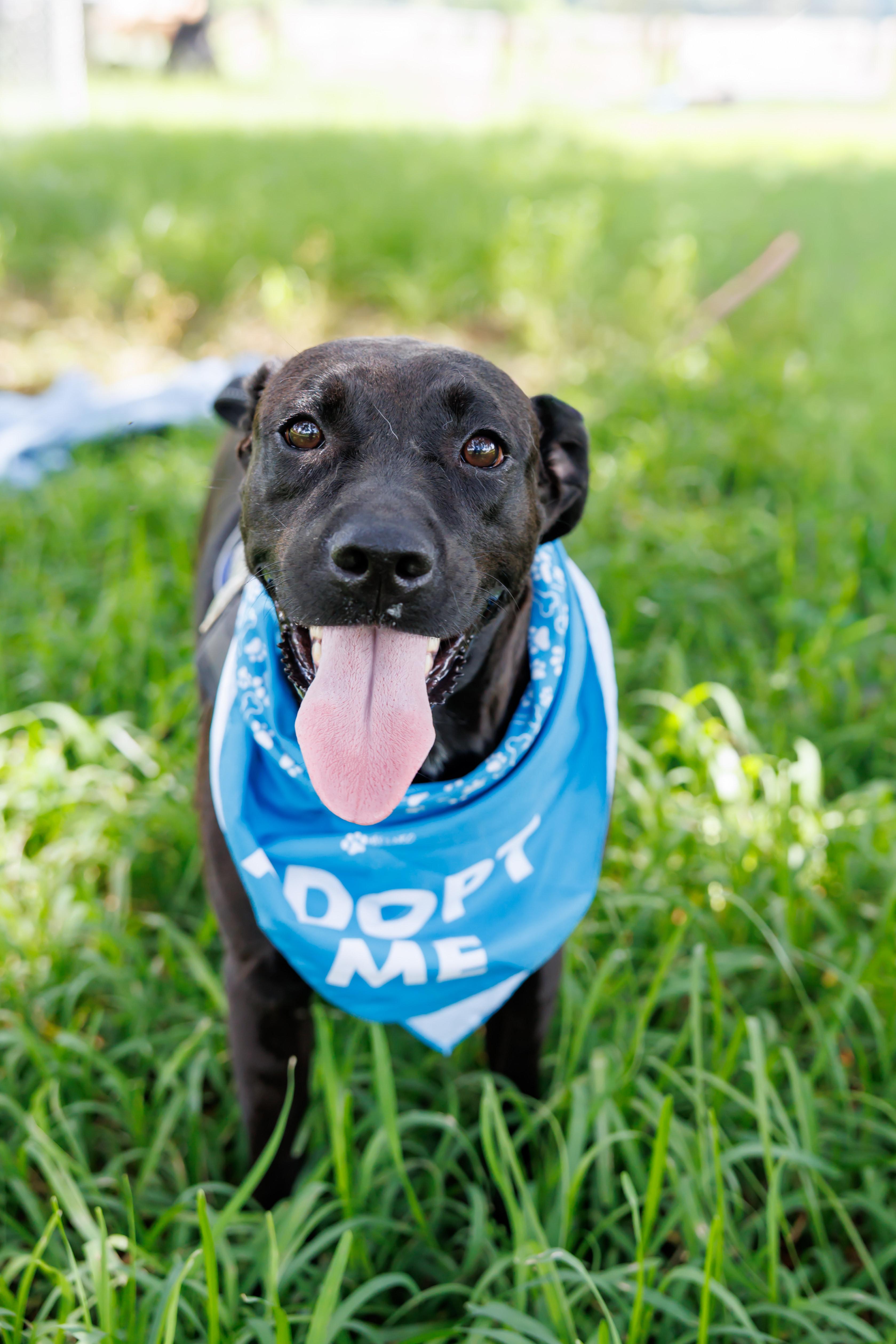 Caroline, Adoptable, Adult Female Black Labrador Retriever.