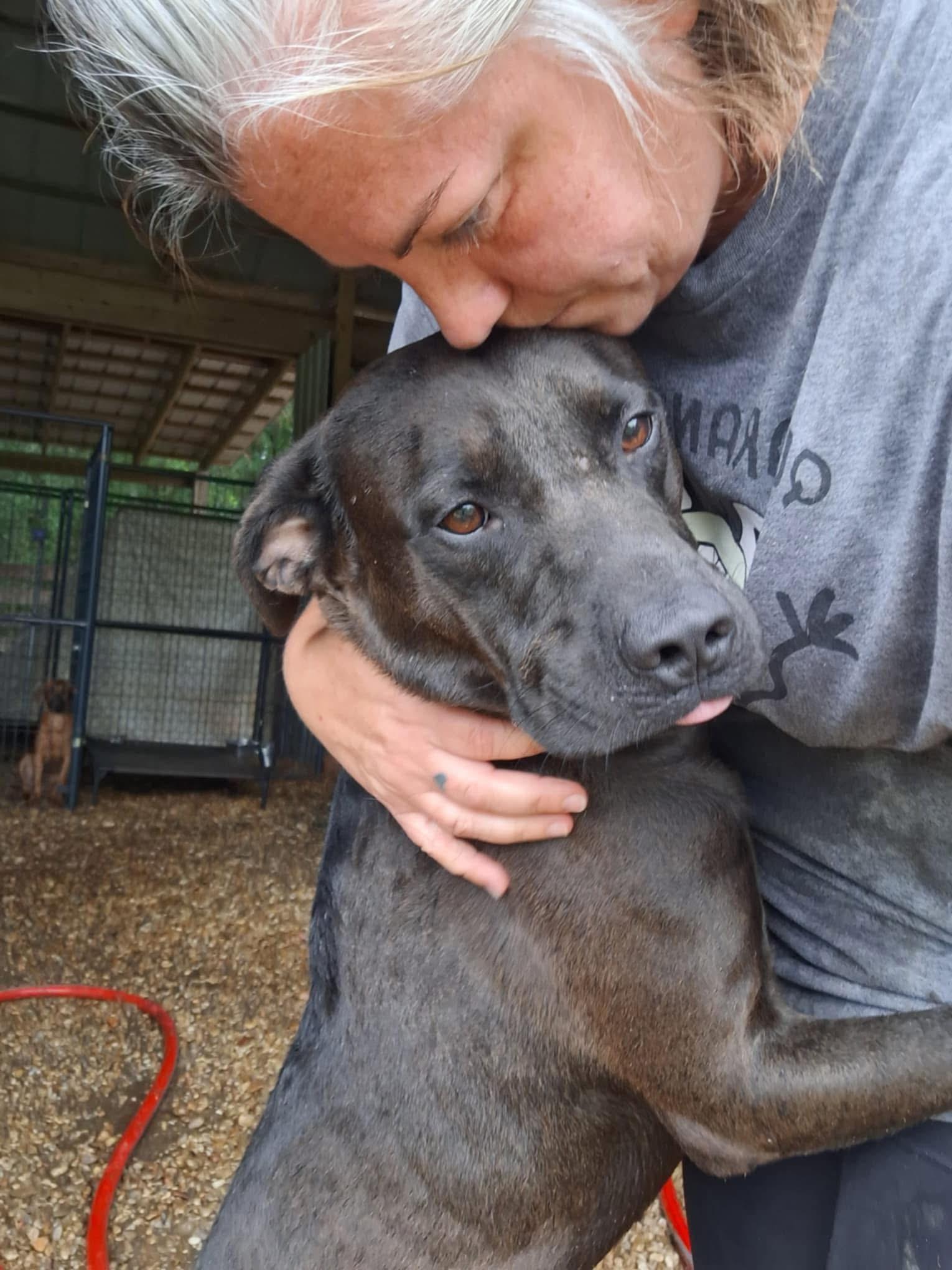 Enlarge Caroline, a Adoptable mixed breed in Oakland, NJ image 3/5