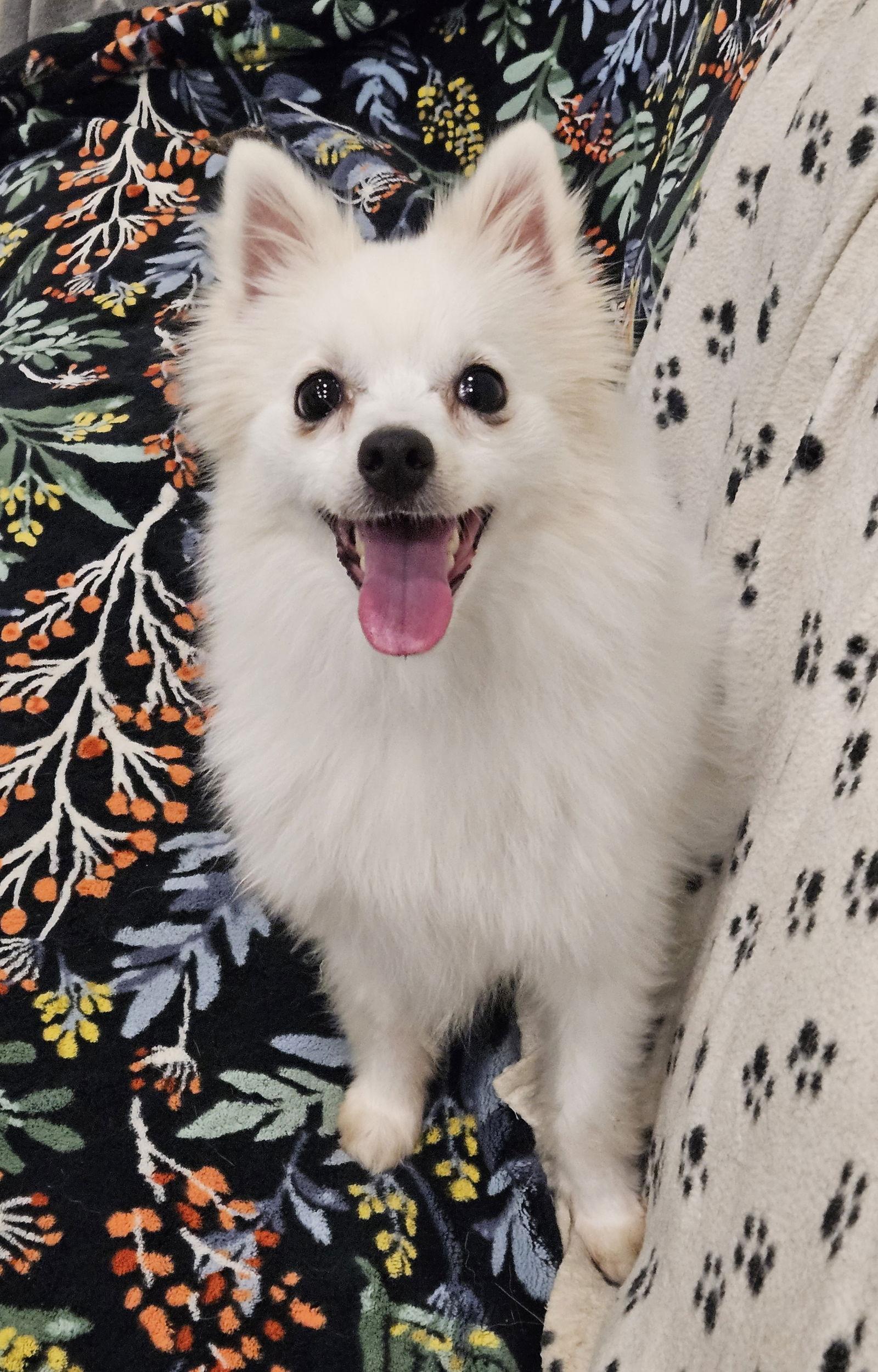 Enlarge MOLANG, a Adopted Pomeranian in Agoura Hills, CA image 1/2