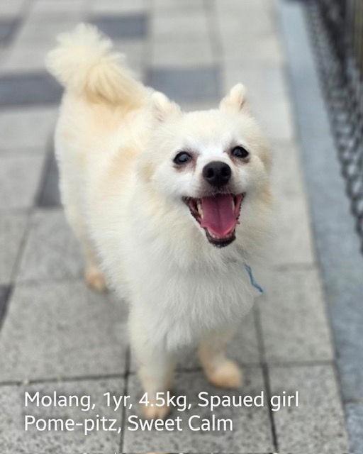 Enlarge MOLANG, a Adopted Pomeranian in Agoura Hills, CA image 2/2