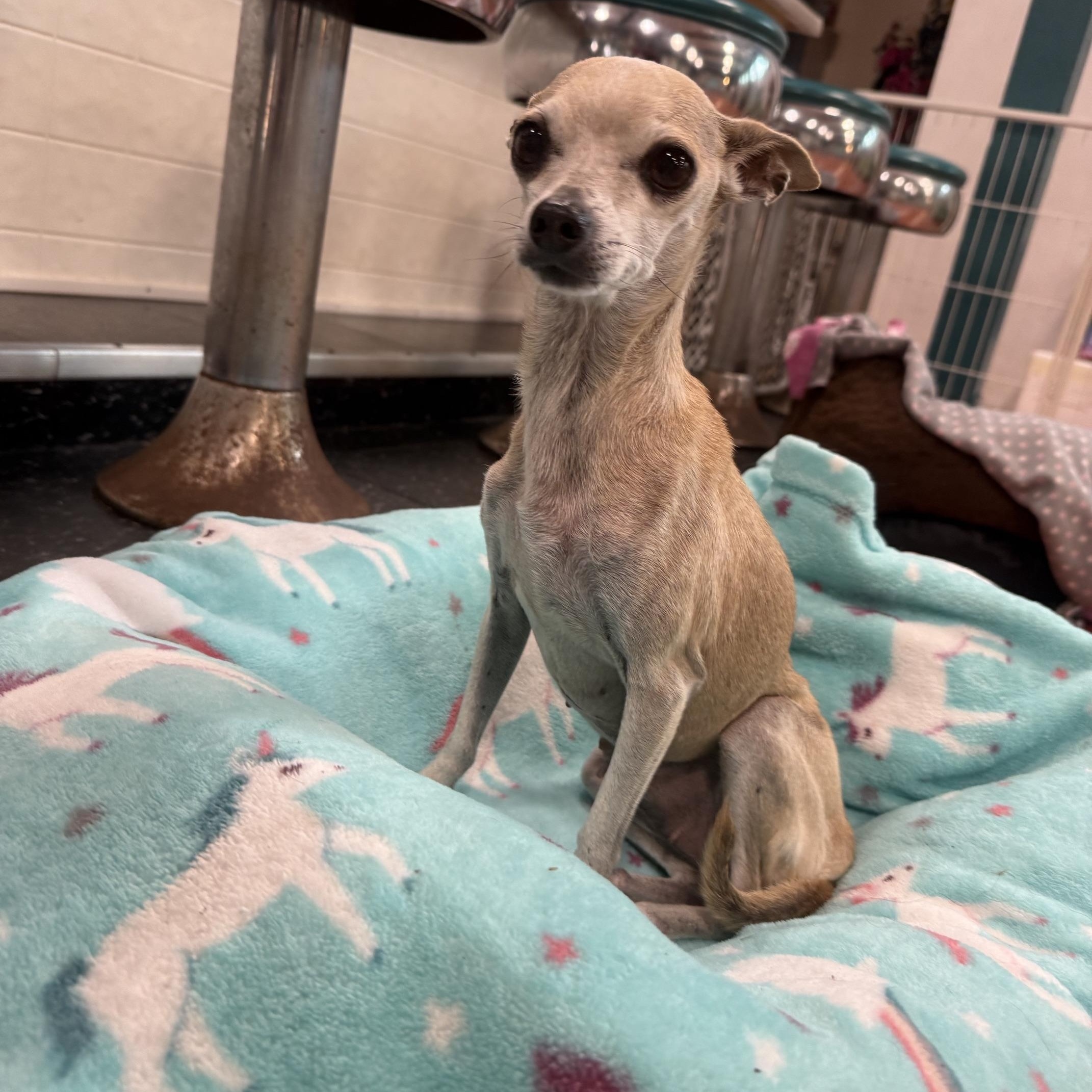 Enlarge Martha, an adopted mixed breed in Foster, RI image 5/5