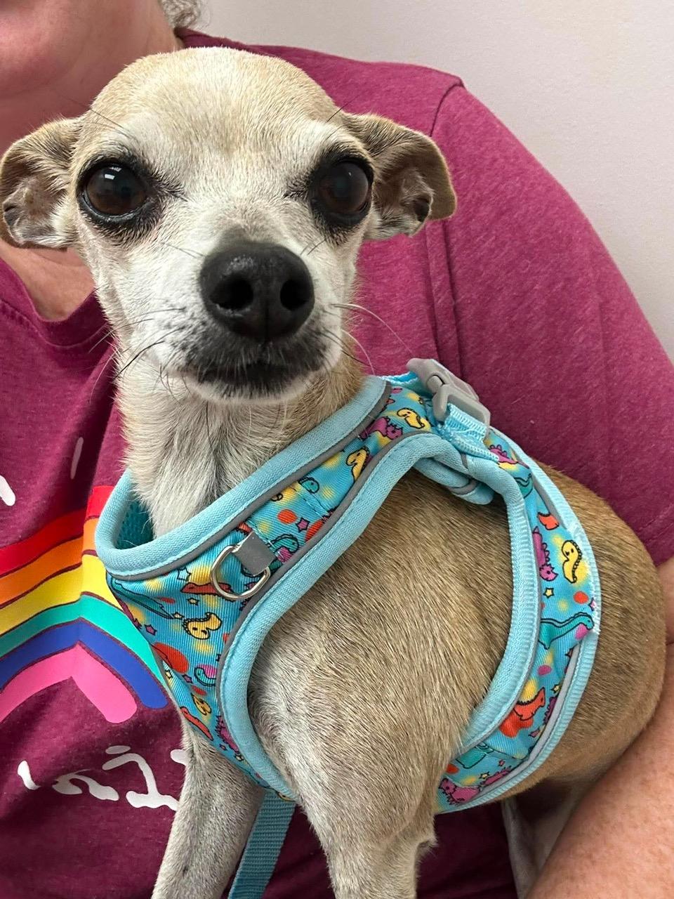 Enlarge Martha, an adopted mixed breed in Foster, RI image 2/5