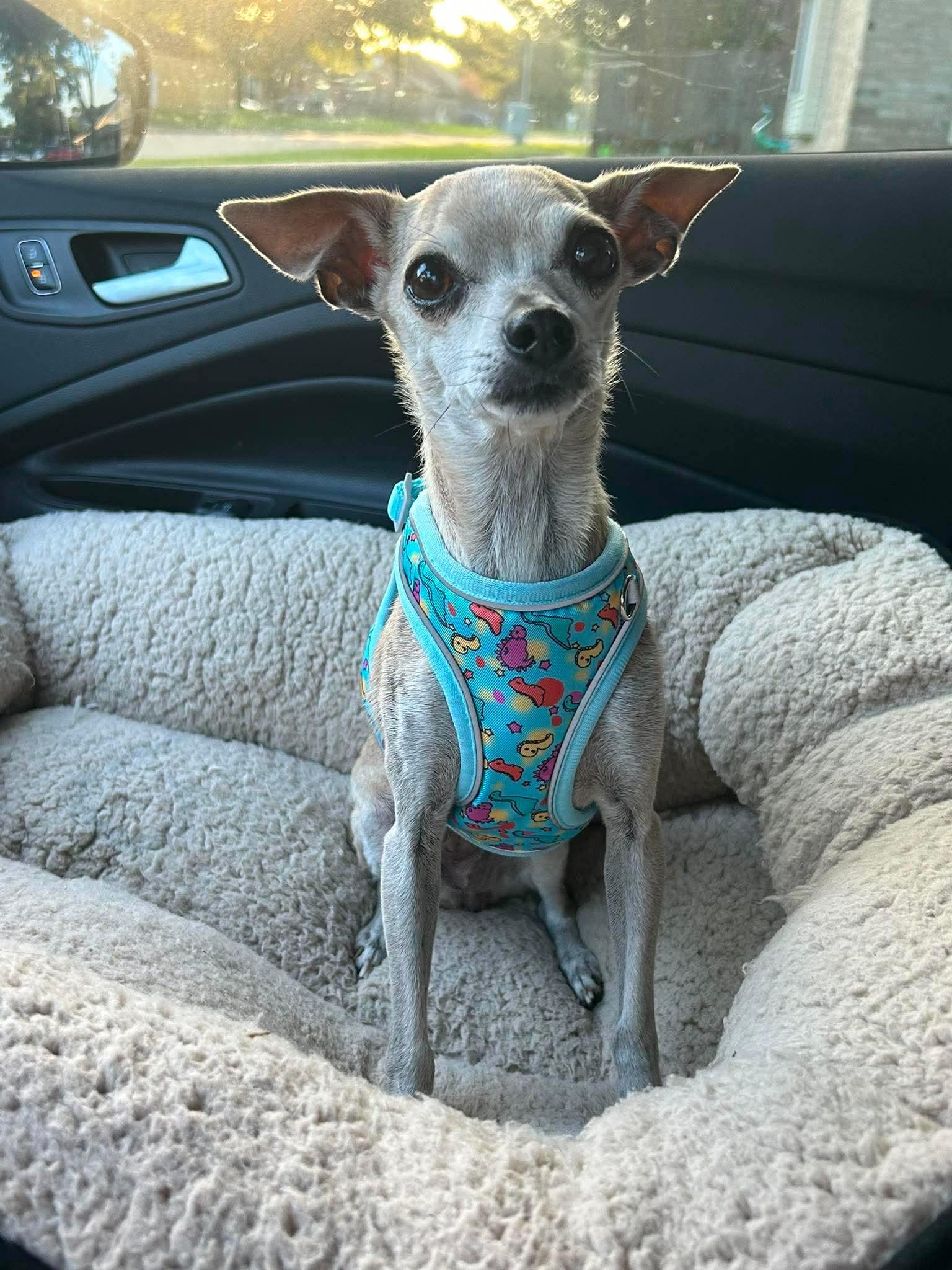Martha, adopted, Senior Female Chihuahua.