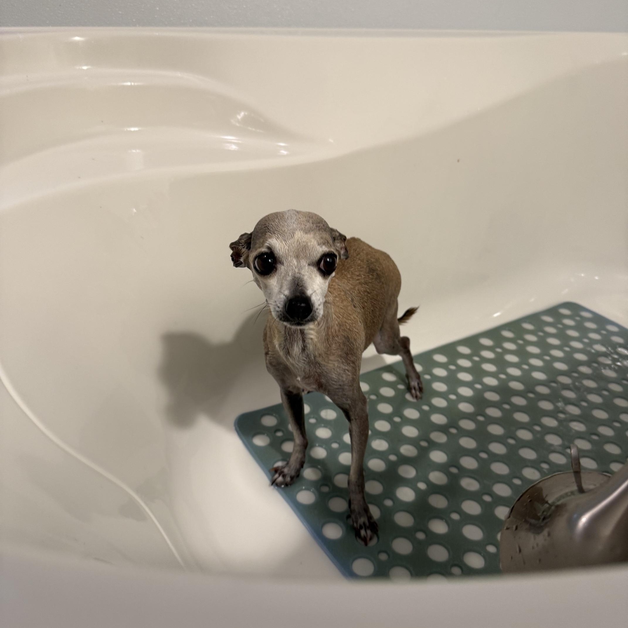 Enlarge Martha, an adopted mixed breed in Foster, RI image 3/5