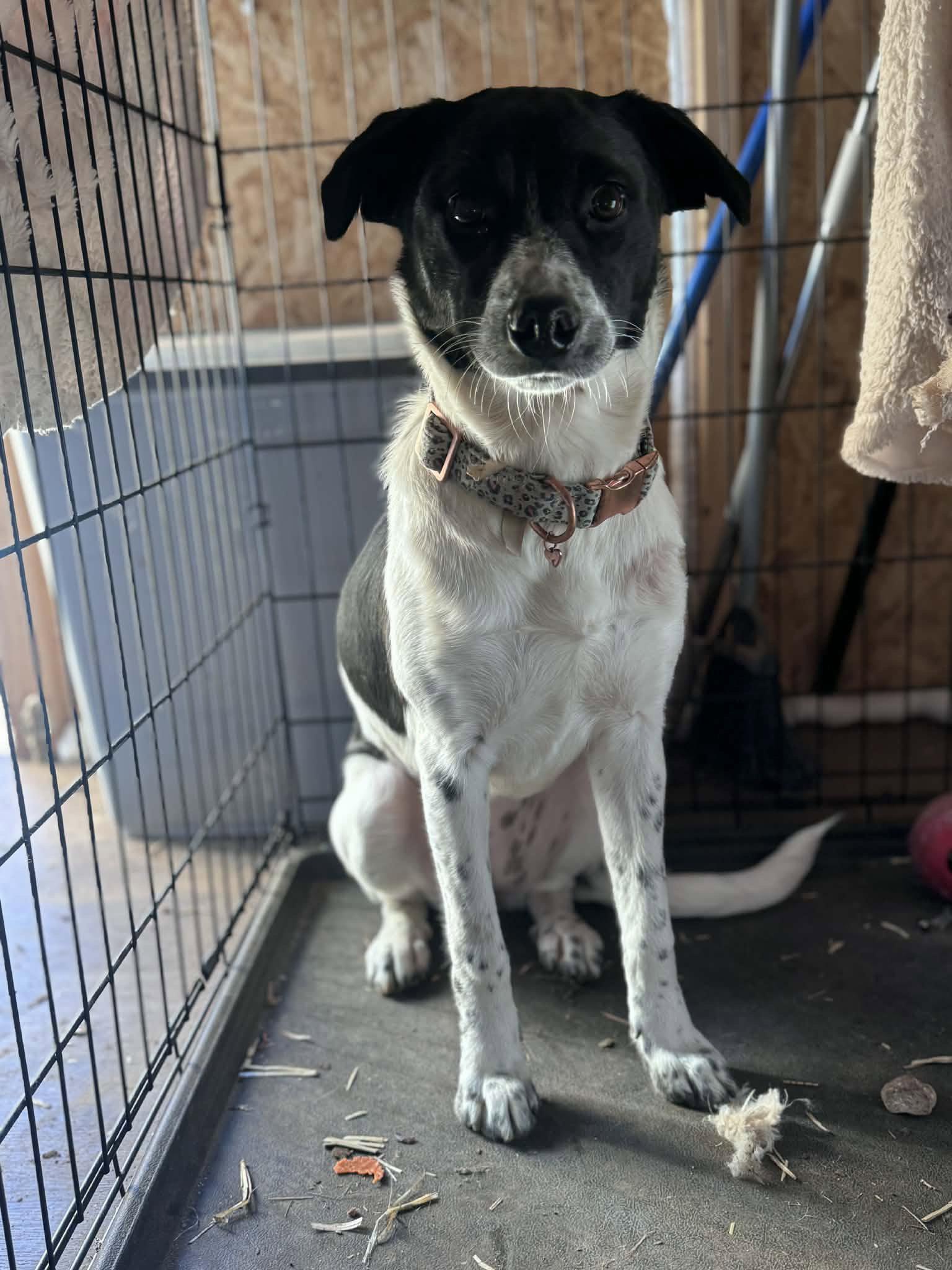 Enlarge Cookie, a Adoptable mixed breed in Newport, NH image 1/3