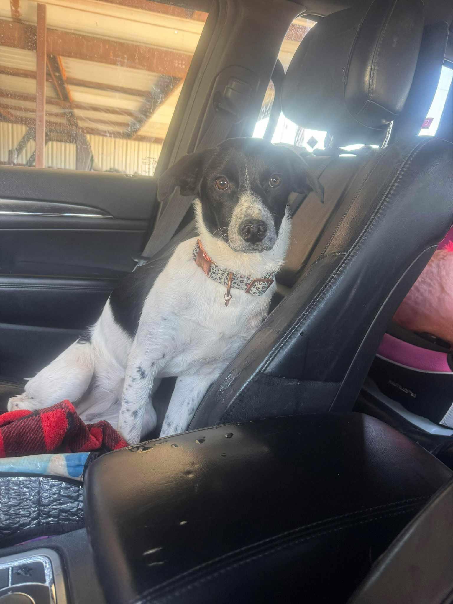 Enlarge Cookie, a Adoptable mixed breed in Newport, NH image 2/3