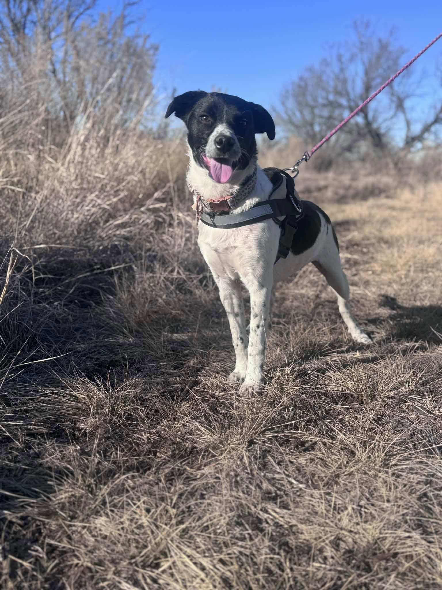 Enlarge Cookie, a Adoptable mixed breed in Newport, NH image 3/3