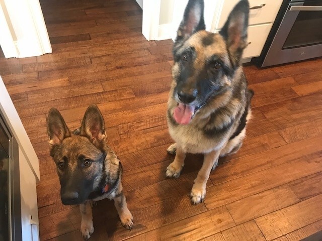 Dash , Adopted, Puppy Male German Shepherd Dog.