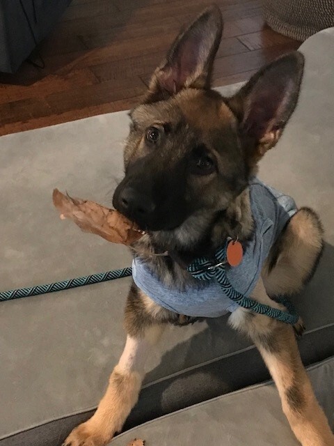 Enlarge Dash , a Adopted German Shepherd Dog in Gallatin, TN image 3/12