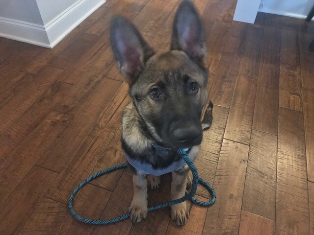Enlarge Dash , a Adopted German Shepherd Dog in Gallatin, TN image 5/12
