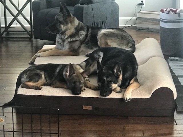 Enlarge Dash , a Adopted German Shepherd Dog in Gallatin, TN image 6/12