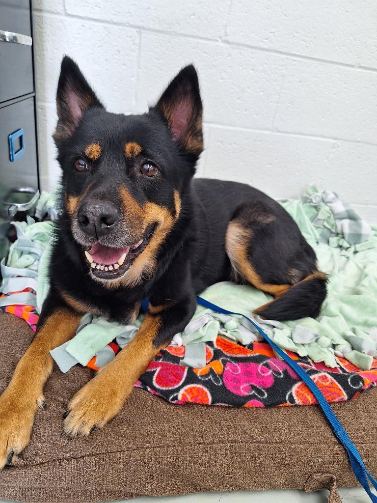 Zuri, a Adoptable mixed breed in Noble, OK image 1/3