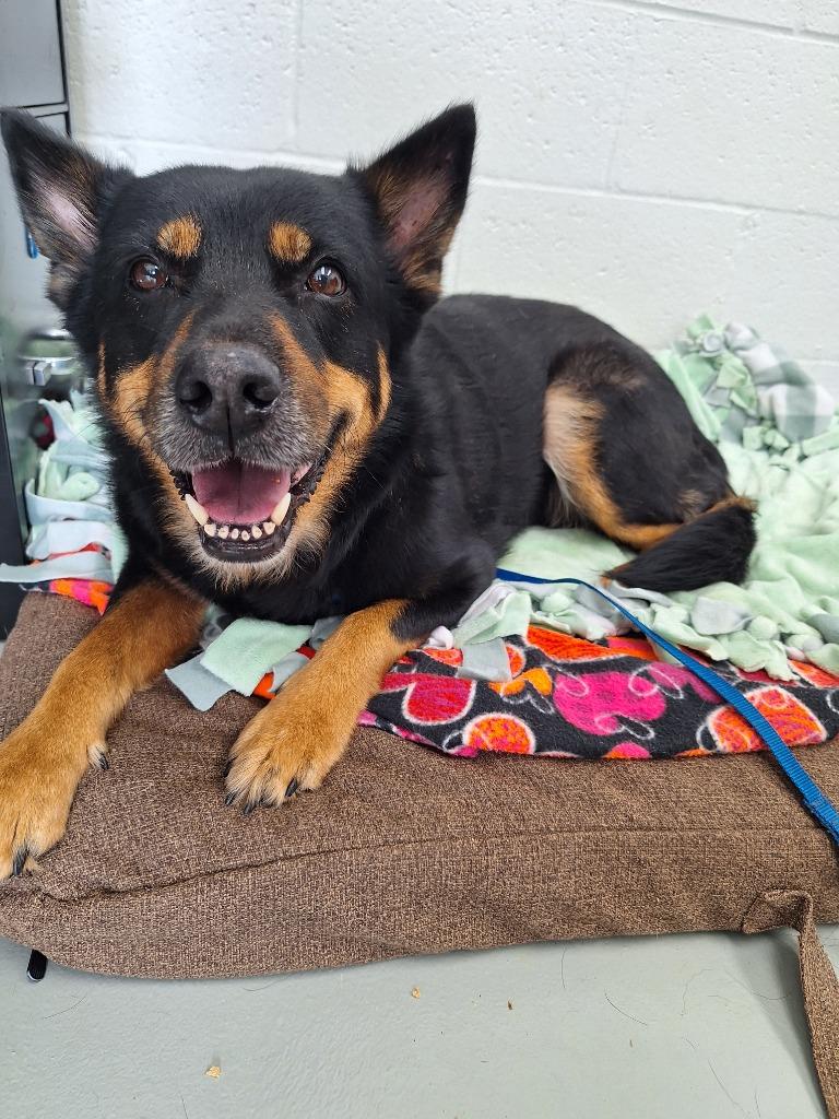 Zuri, a Adoptable mixed breed in Noble, OK image 2/3