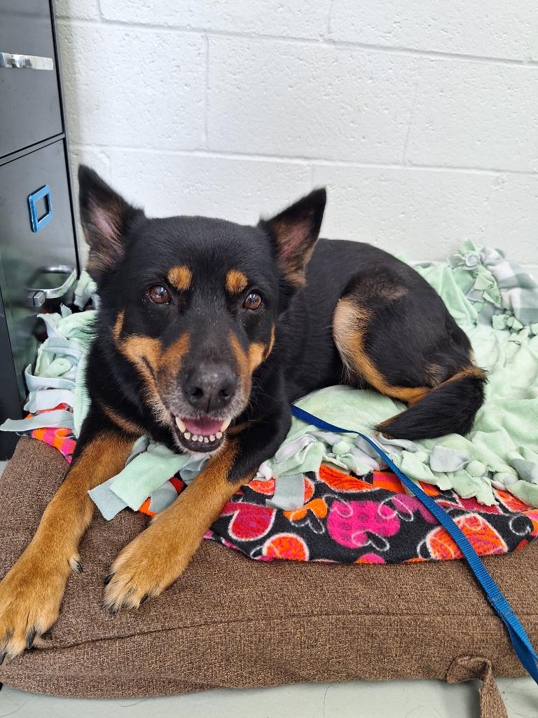 Zuri, a Adoptable mixed breed in Noble, OK image 3/3