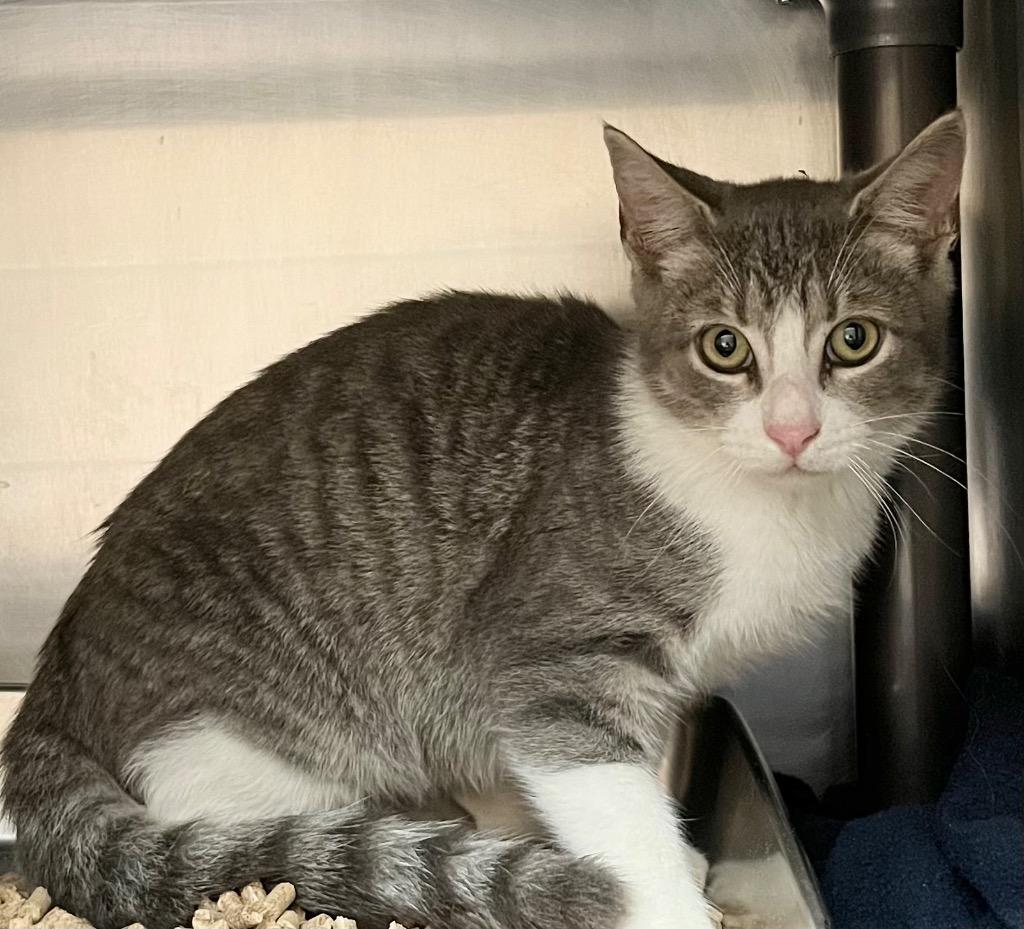 Sparky, Adoptable, Young Male Domestic Short Hair.