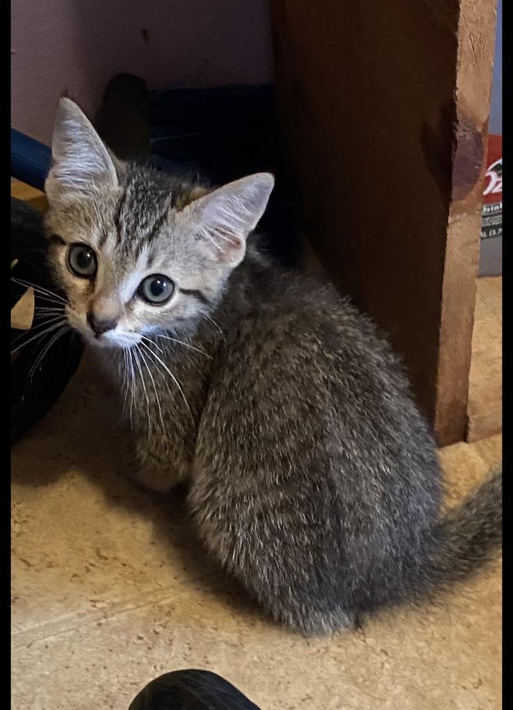 Ferris, Adoptable, Kitten Male Domestic Short Hair.