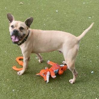 Vindaloo thumbnail 2