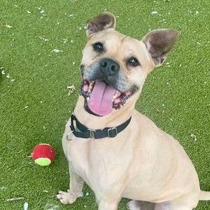 Vindaloo thumbnail 3