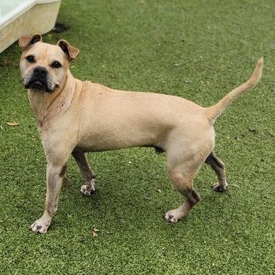 Vindaloo thumbnail 5