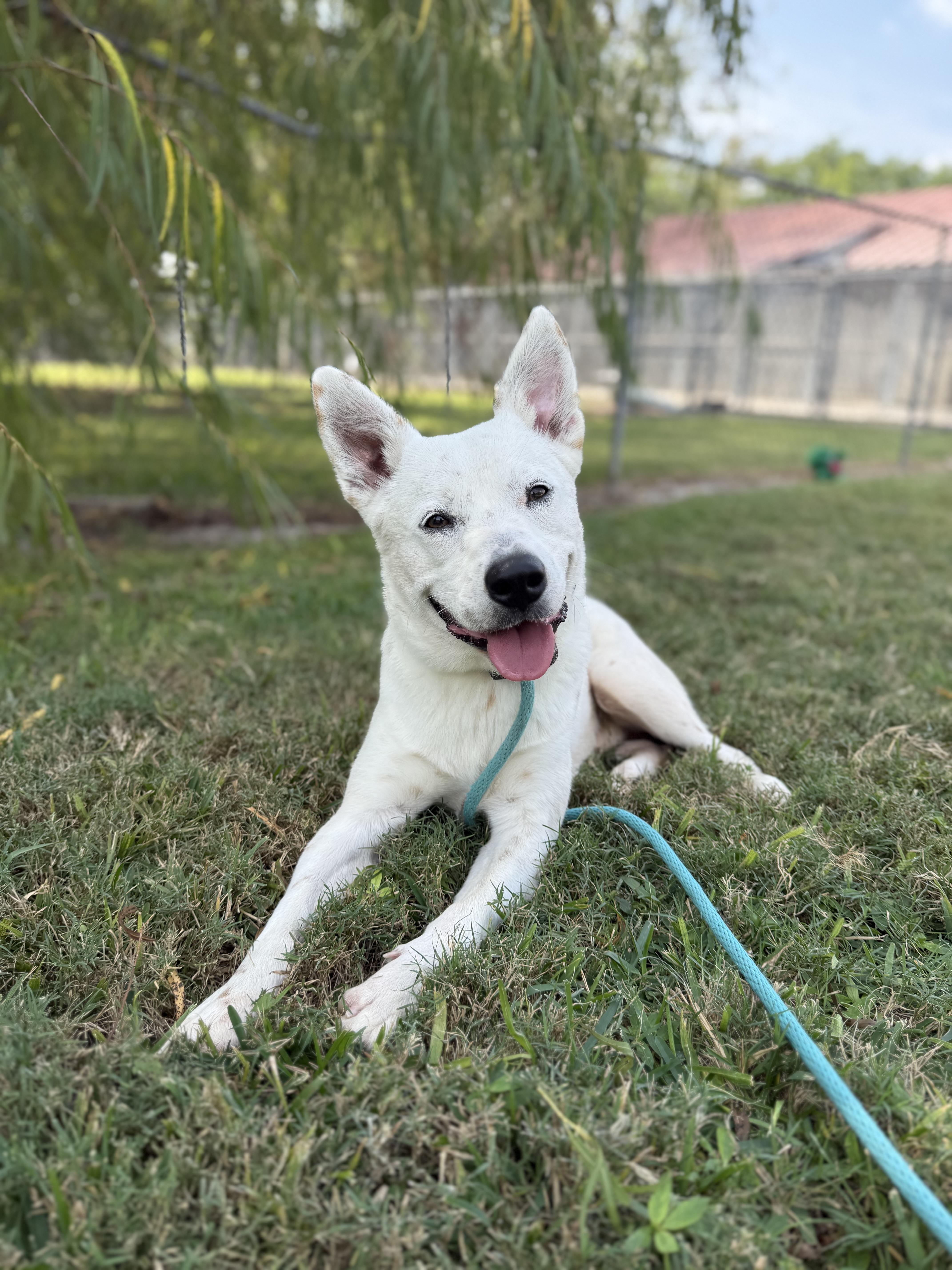 Enlarge Banjo, a ADOPTABLE mixed breed in Houston, TX image 2/5