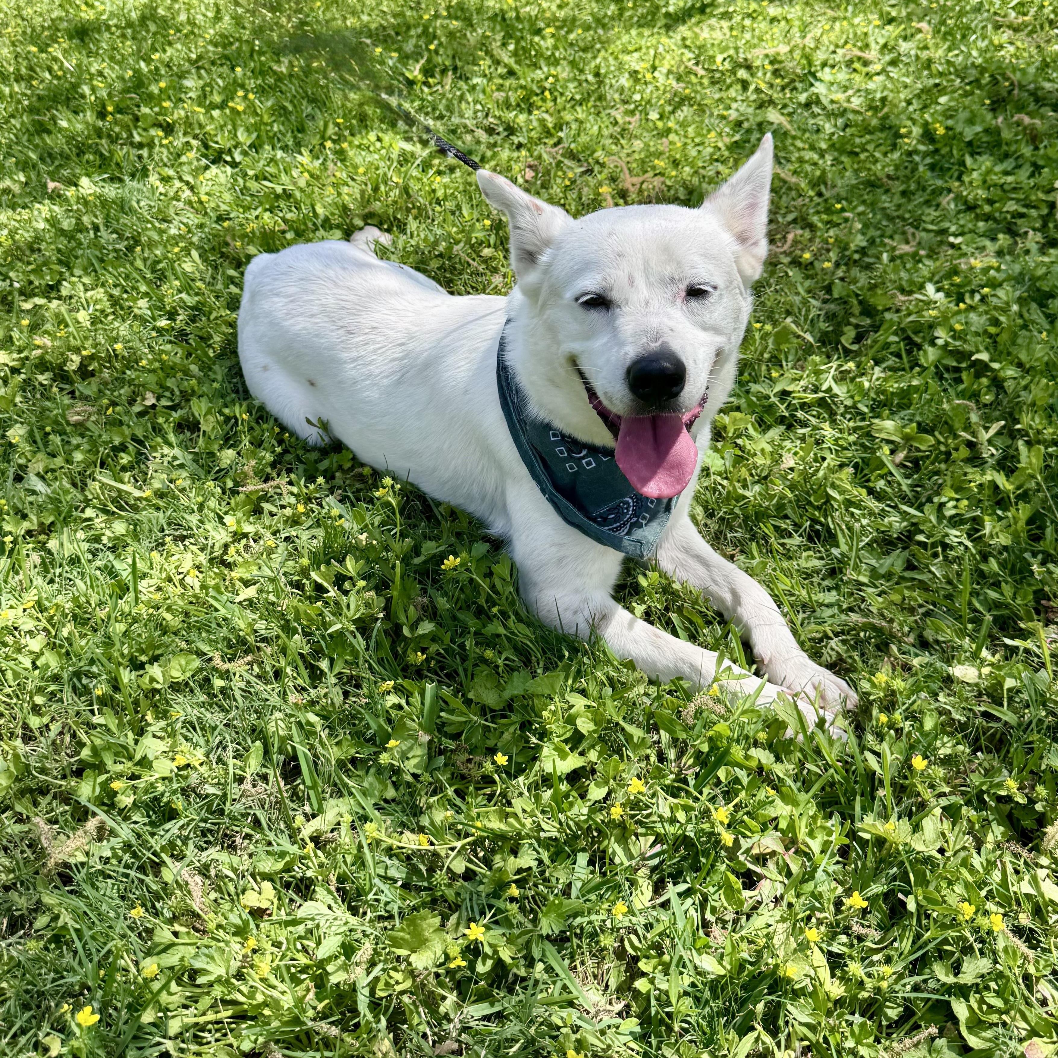 Enlarge Banjo, a ADOPTABLE mixed breed in Houston, TX image 1/5