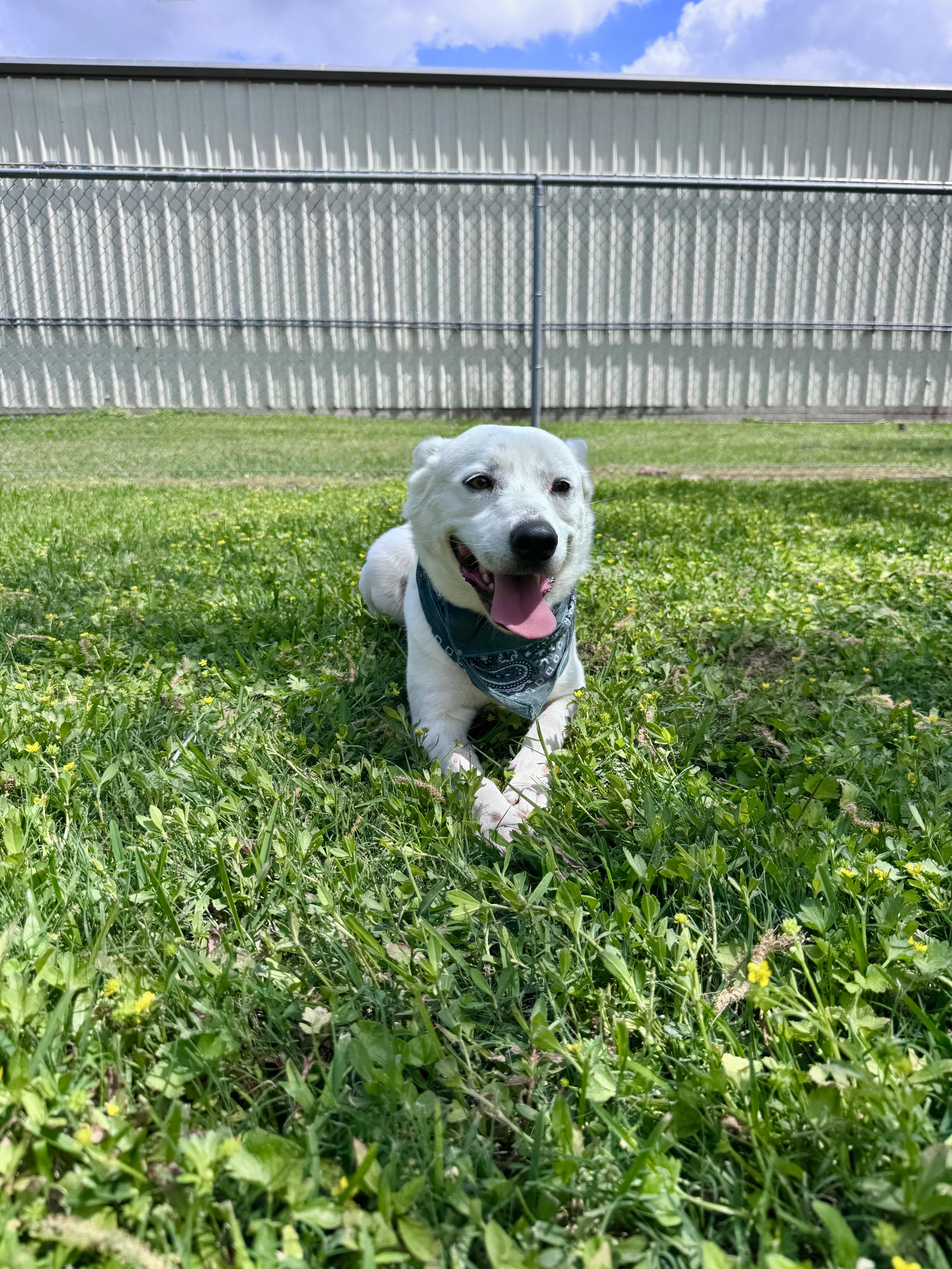 Enlarge Banjo, a ADOPTABLE mixed breed in Houston, TX image 4/5
