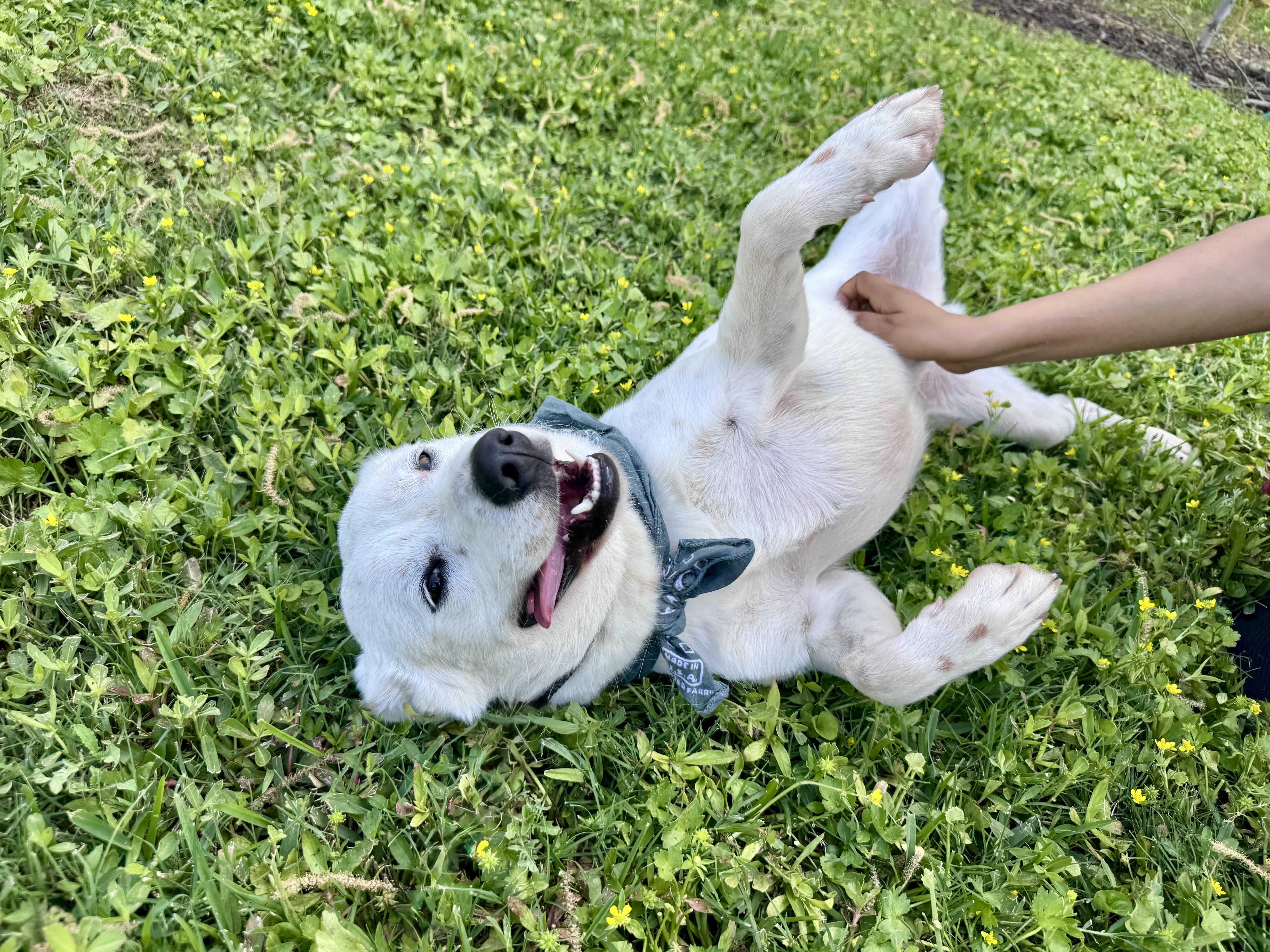 Enlarge Banjo, a ADOPTABLE mixed breed in Houston, TX image 3/5
