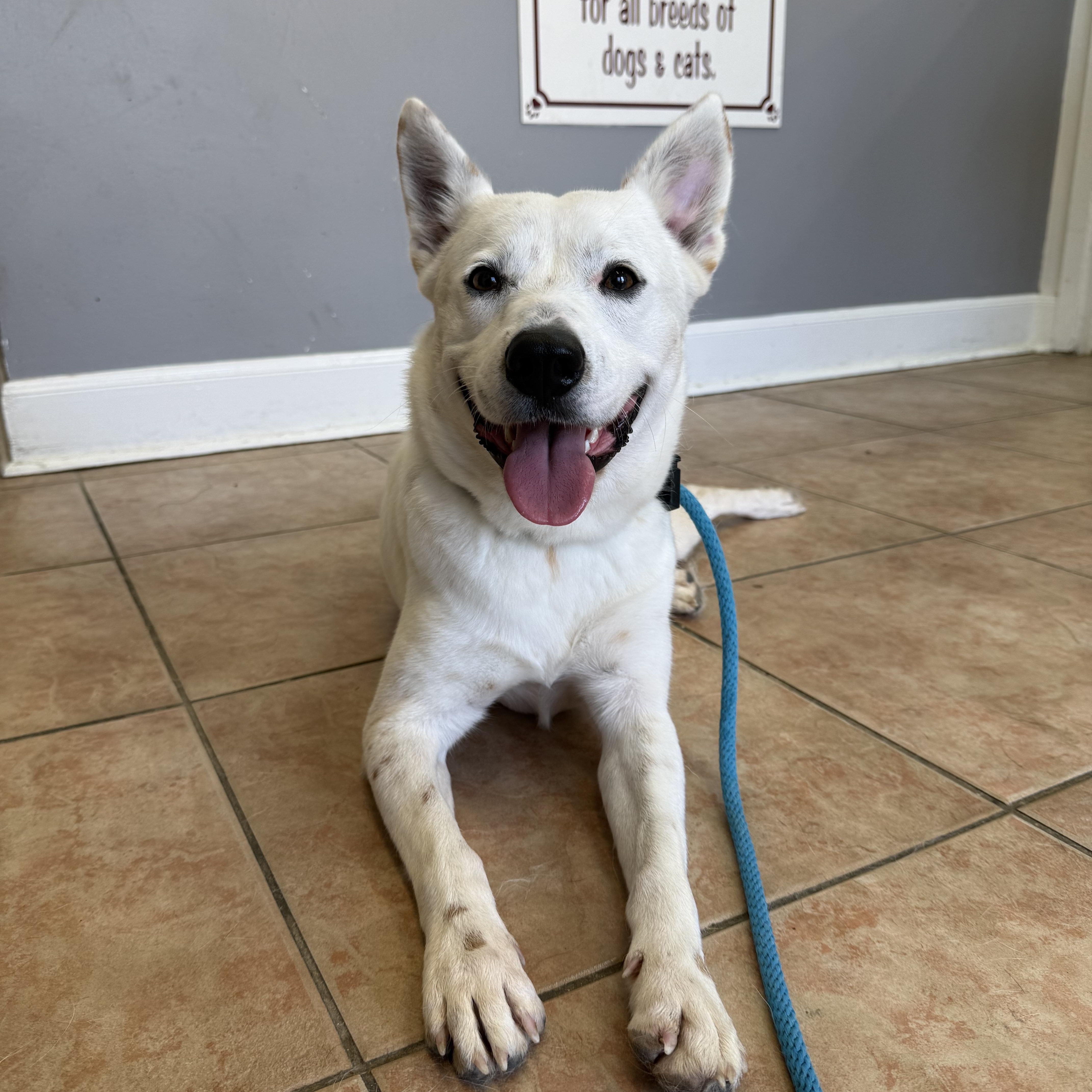 Enlarge Banjo, a ADOPTABLE mixed breed in Houston, TX image 5/5