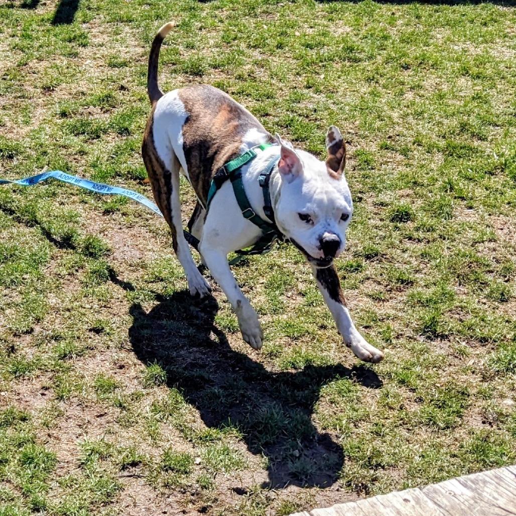 Milo, Adoptable, Young Male Mixed Breed.