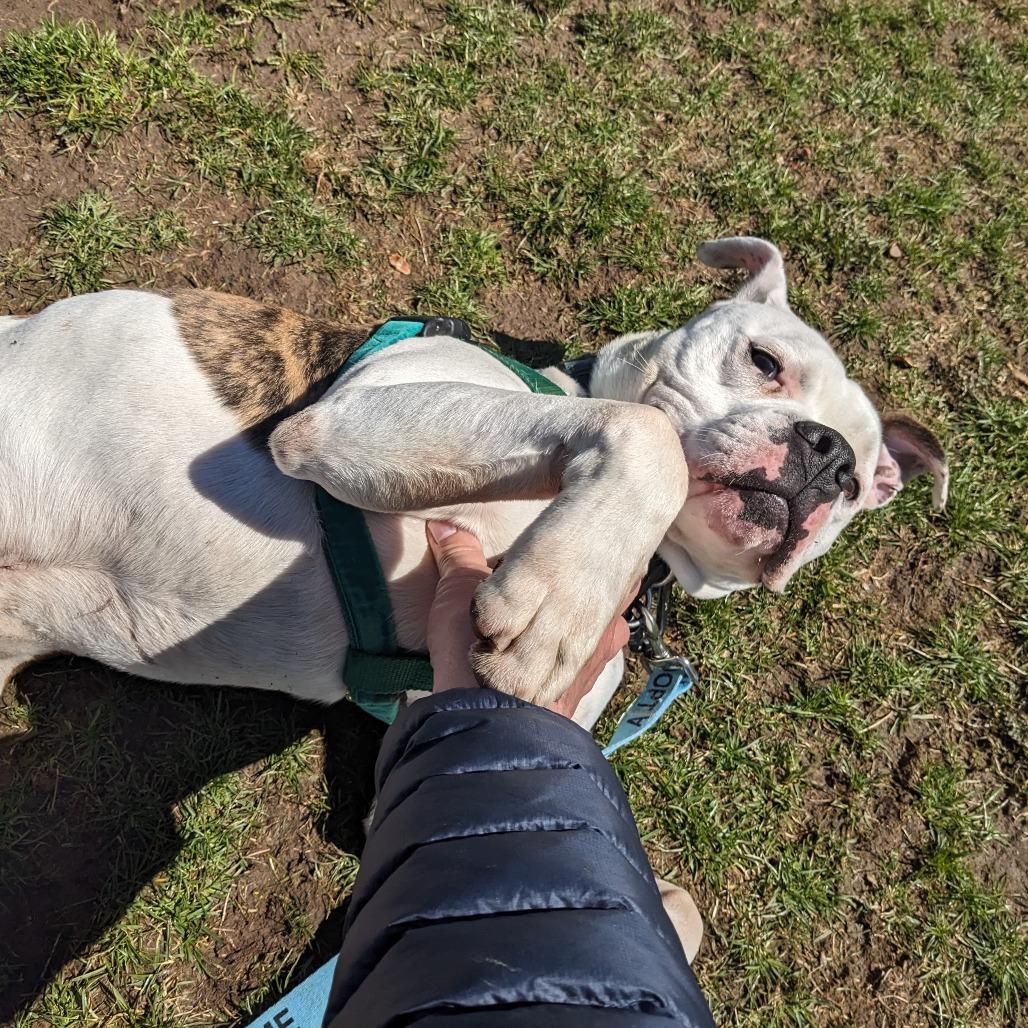 Milo, a Adoptable Mixed Breed in Fairport, NY image 2/6