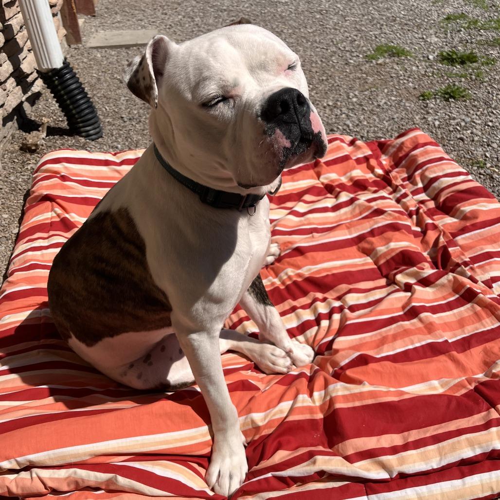 Milo, a Adoptable Mixed Breed in Fairport, NY image 3/6