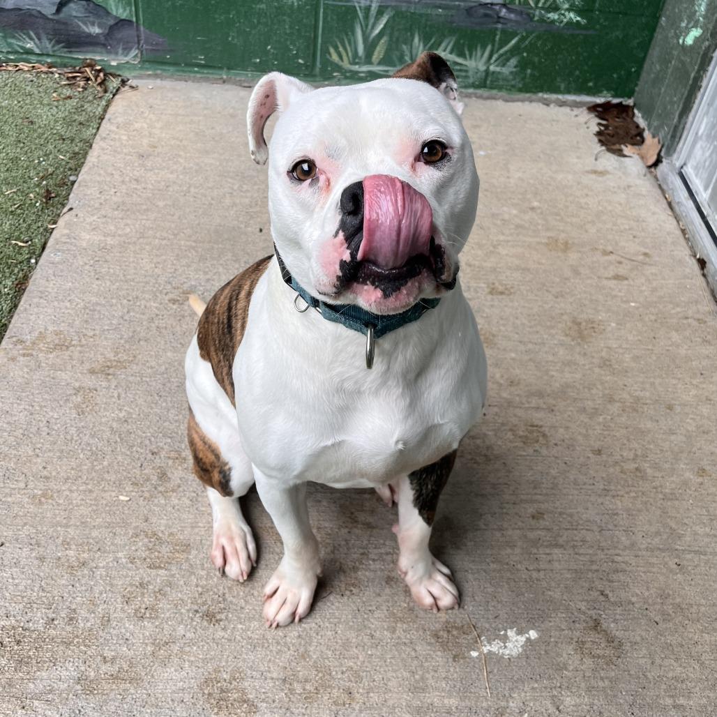 Milo, a Adoptable Mixed Breed in Fairport, NY image 4/6