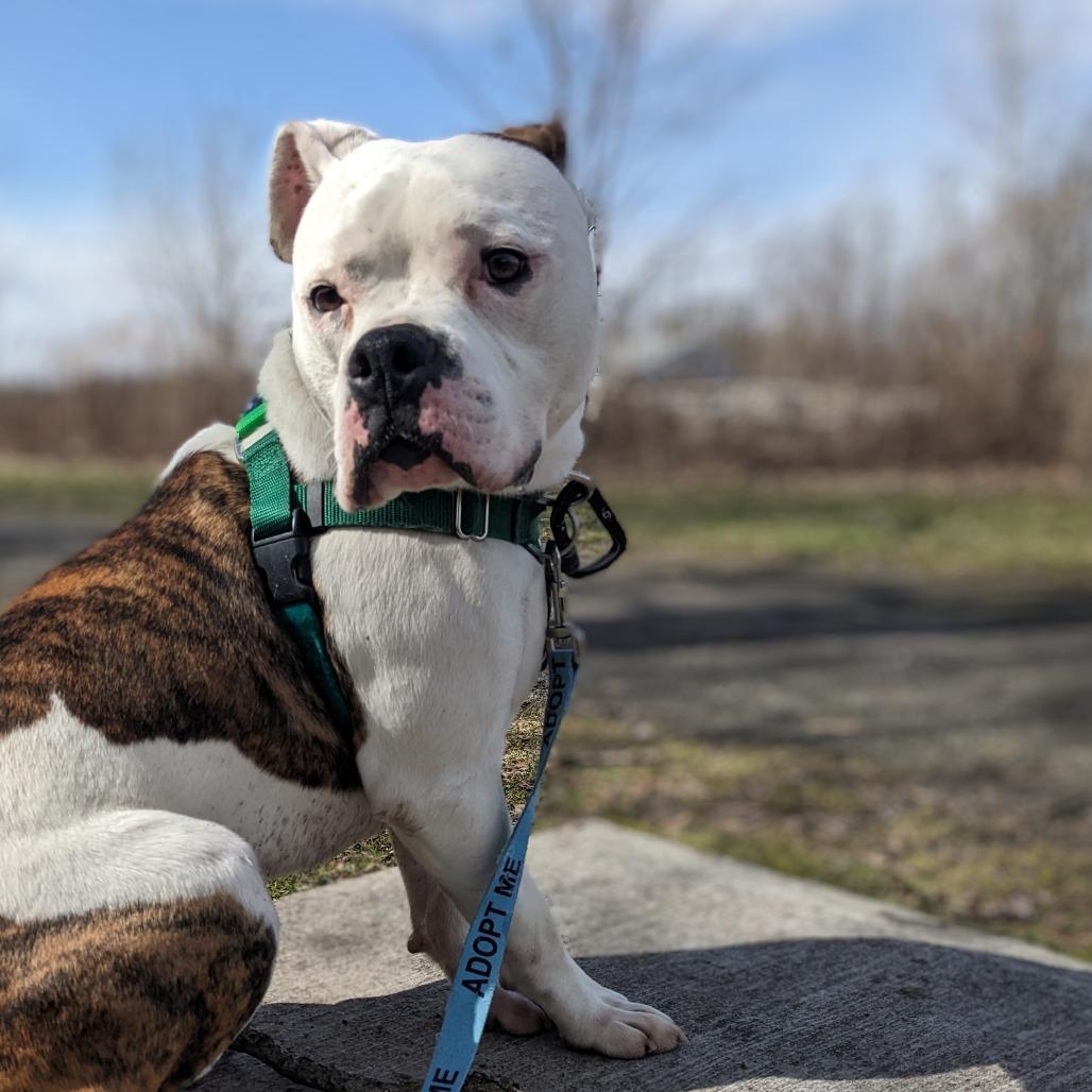 Milo, a Adoptable Mixed Breed in Fairport, NY image 5/6