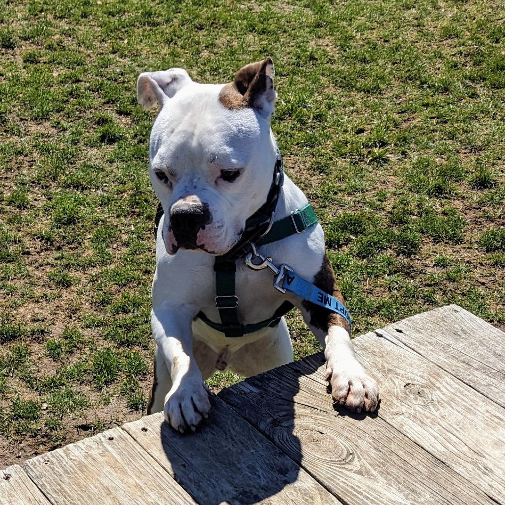 Milo, a Adoptable Mixed Breed in Fairport, NY image 6/6