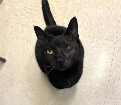 Enlarge Celeste, a Adoptable mixed breed in New Hope, PA image 1/3