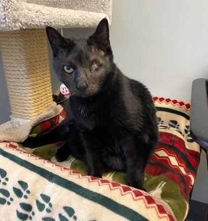 Enlarge Celeste, a Adoptable mixed breed in New Hope, PA image 2/3