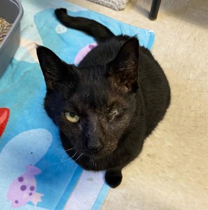 Enlarge Celeste, a Adoptable mixed breed in New Hope, PA image 3/3