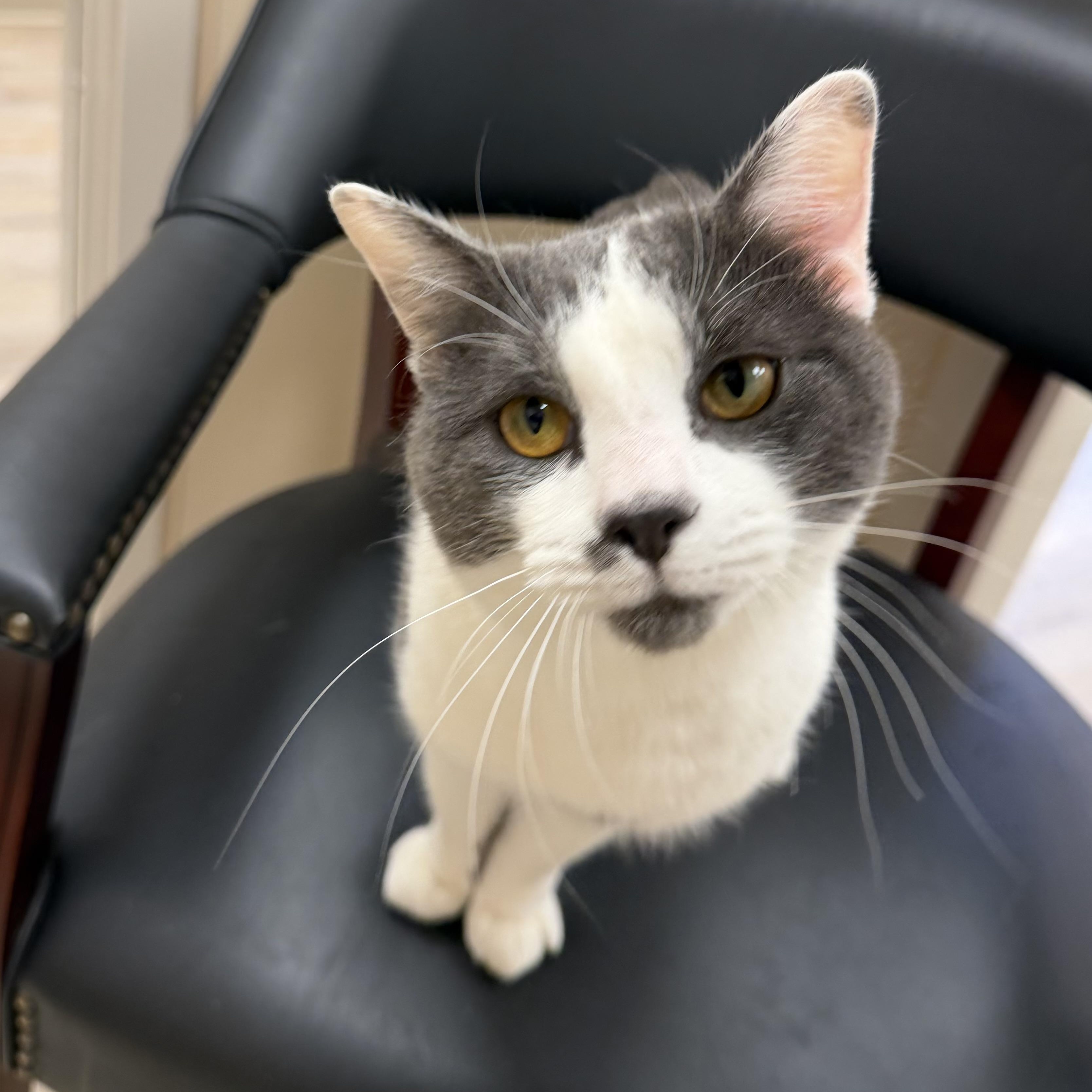Enlarge Lex, a Adoptable Domestic Short Hair in North Providence, RI image 2/4