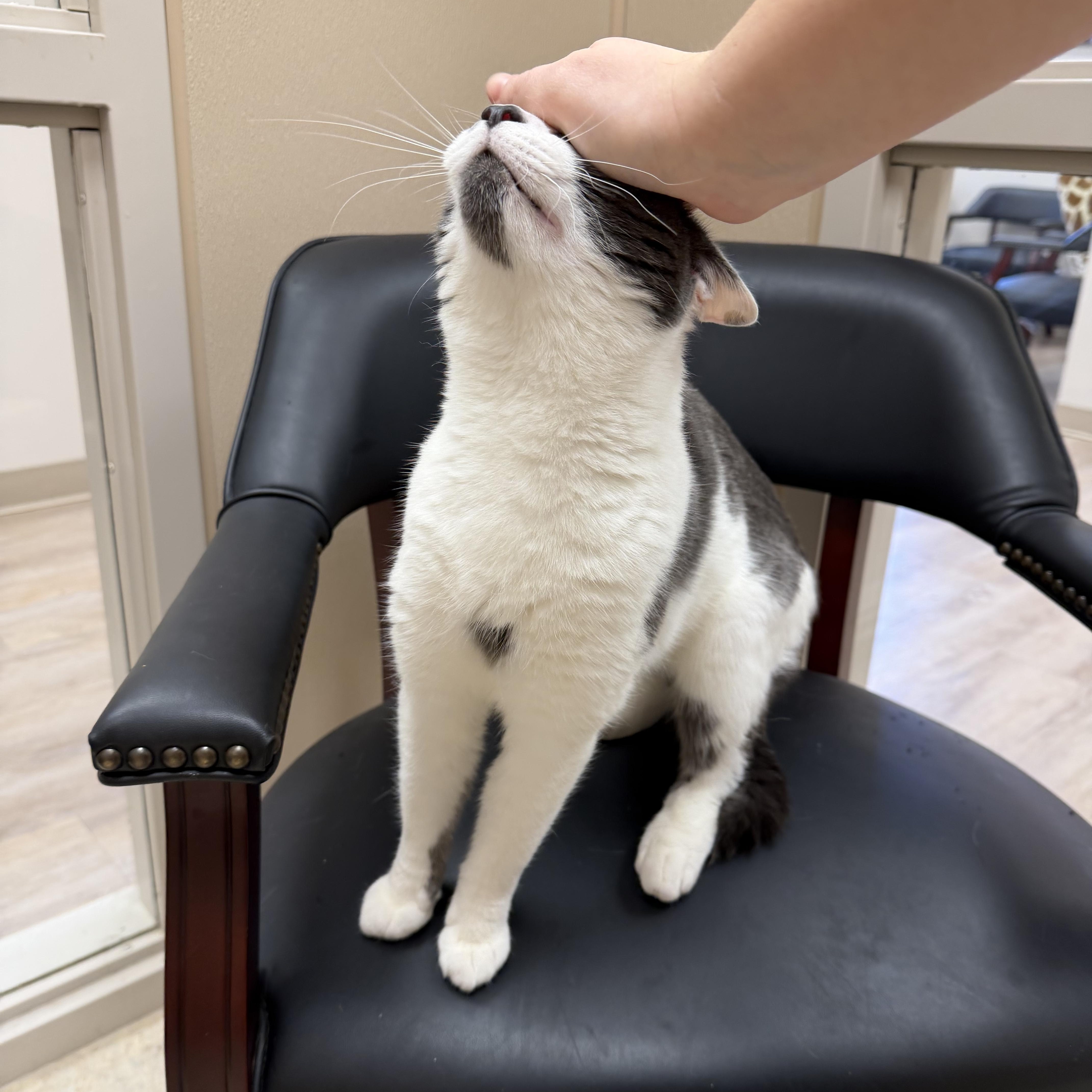 Enlarge Lex, a Adoptable Domestic Short Hair in North Providence, RI image 3/4