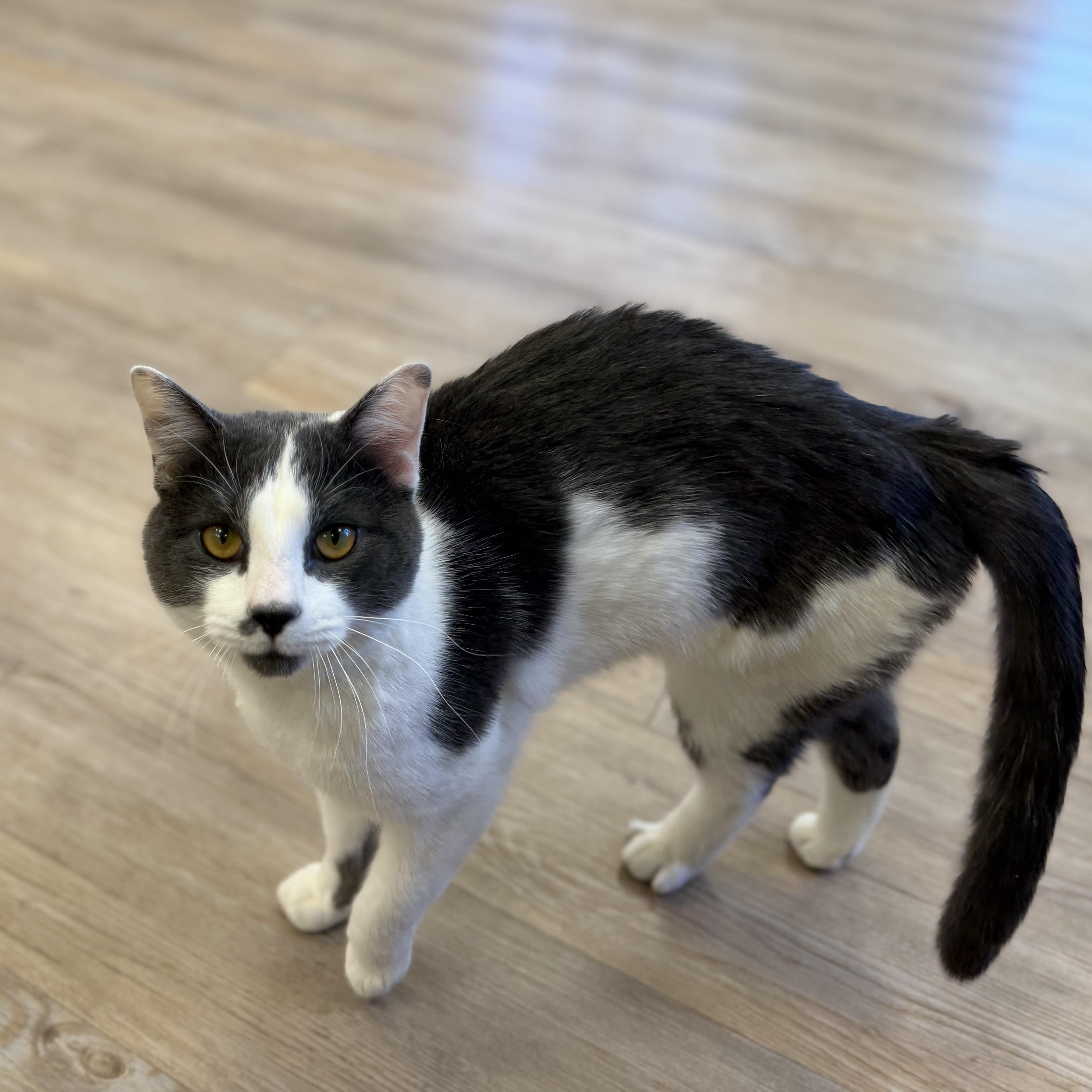 Enlarge Lex, a Adoptable Domestic Short Hair in North Providence, RI image 4/4