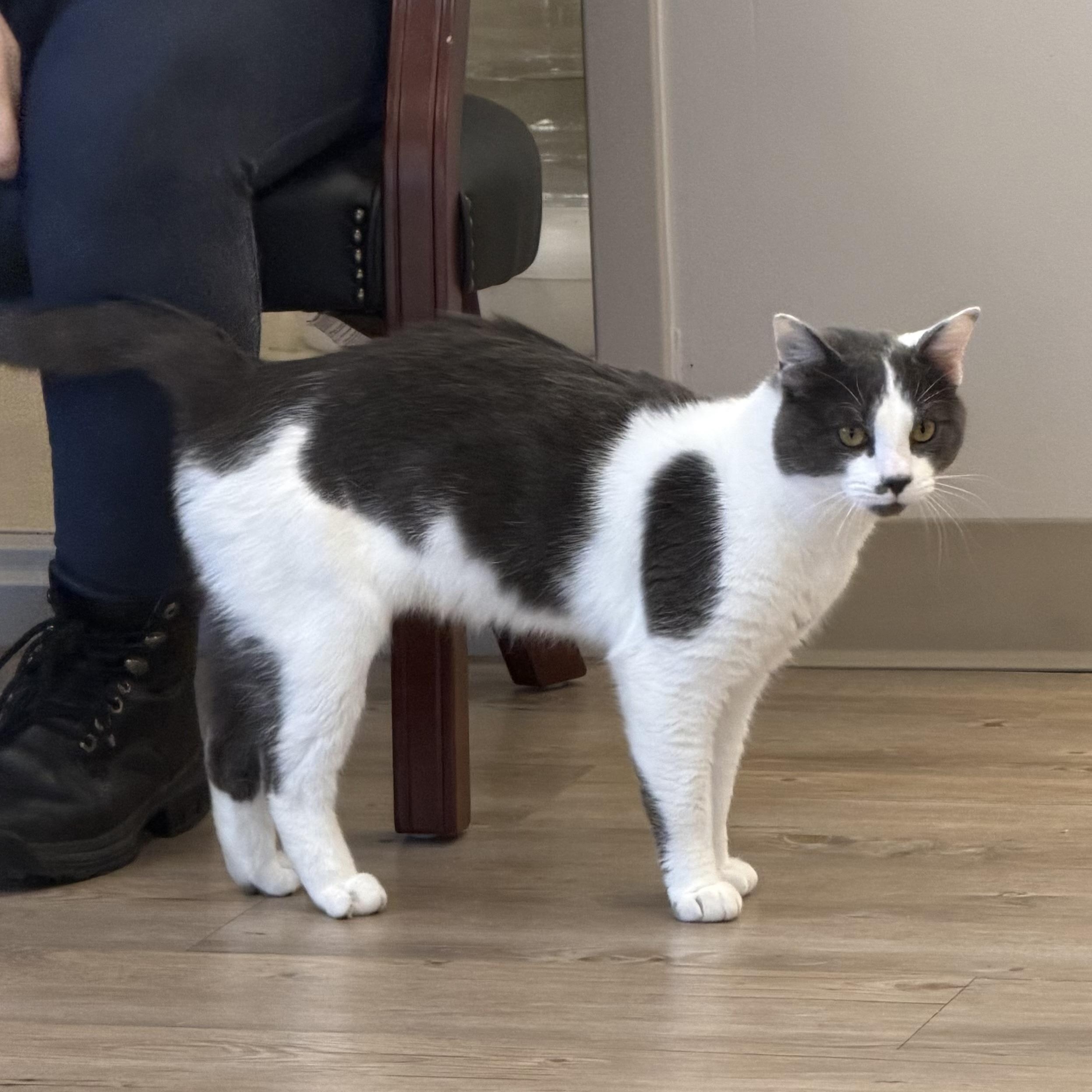 Enlarge Lex, a Adoptable Domestic Short Hair in North Providence, RI image 1/4