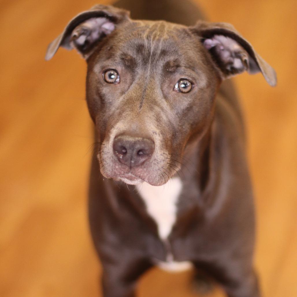Enlarge Cleo, a Adoptable Mixed Breed in Waukesha, WI image 1/3
