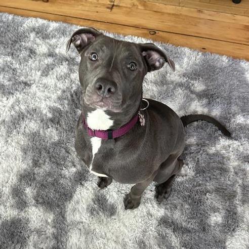 Enlarge Cleo, a Adoptable Mixed Breed in Waukesha, WI image 2/3