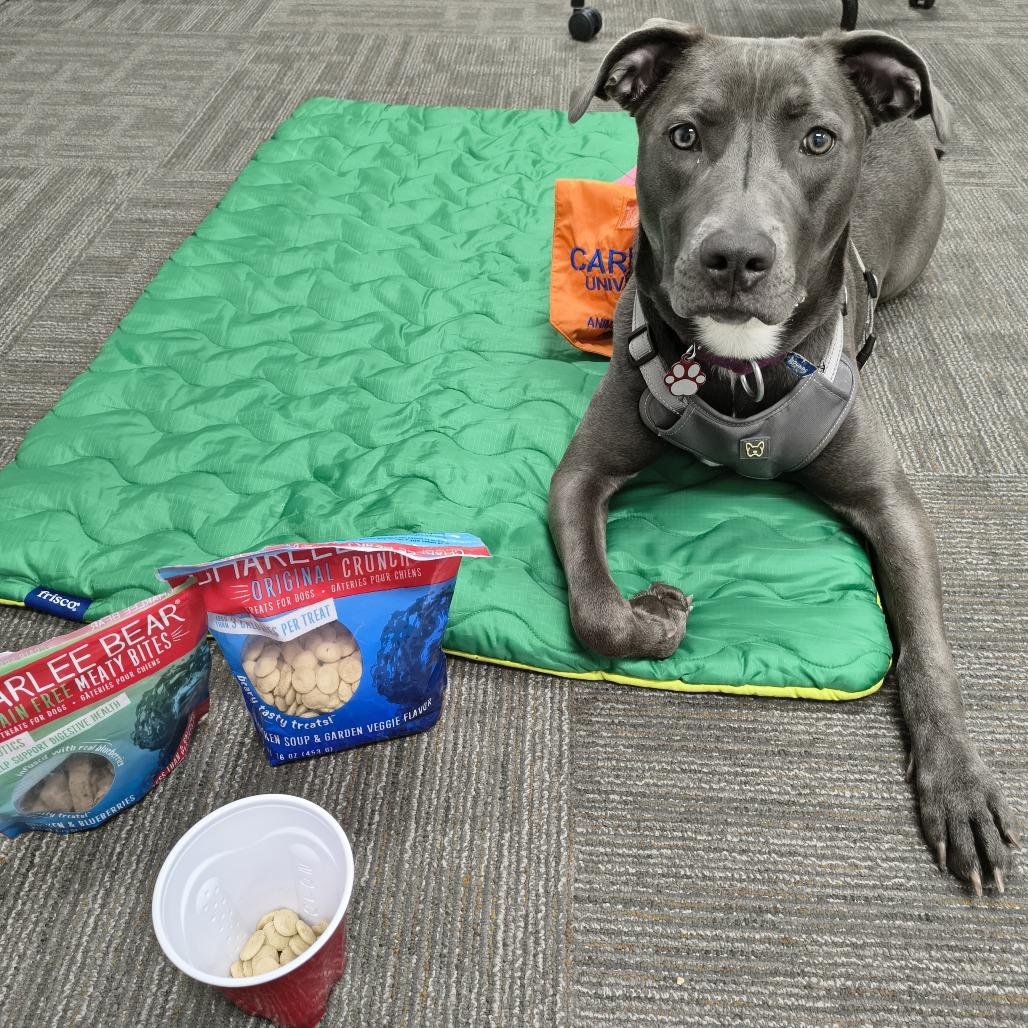 Enlarge Cleo, a Adoptable Mixed Breed in Waukesha, WI image 3/3