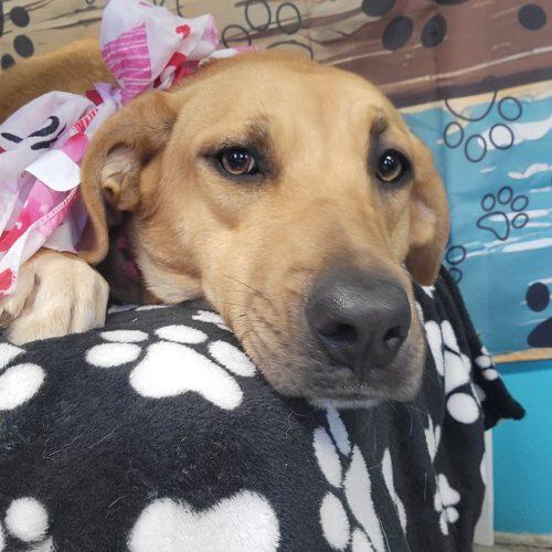 Enlarge Jonie, a Adoptable mixed breed in Leesburg, AL image 1/2