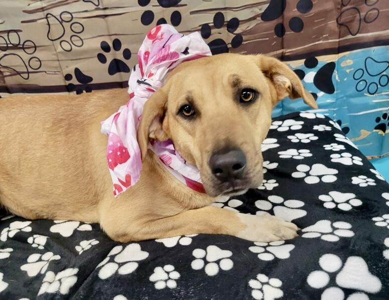 Enlarge Jonie, a Adoptable mixed breed in Leesburg, AL image 2/2